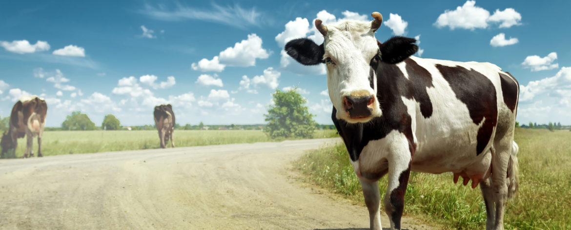 Spotted cow grazing on a beautiful green meadow against a blue sky. Livestock, farming.